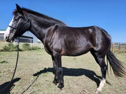 Enlarge Luna, a Adoptable mixed breed in Fort Worth, TX image 2/3