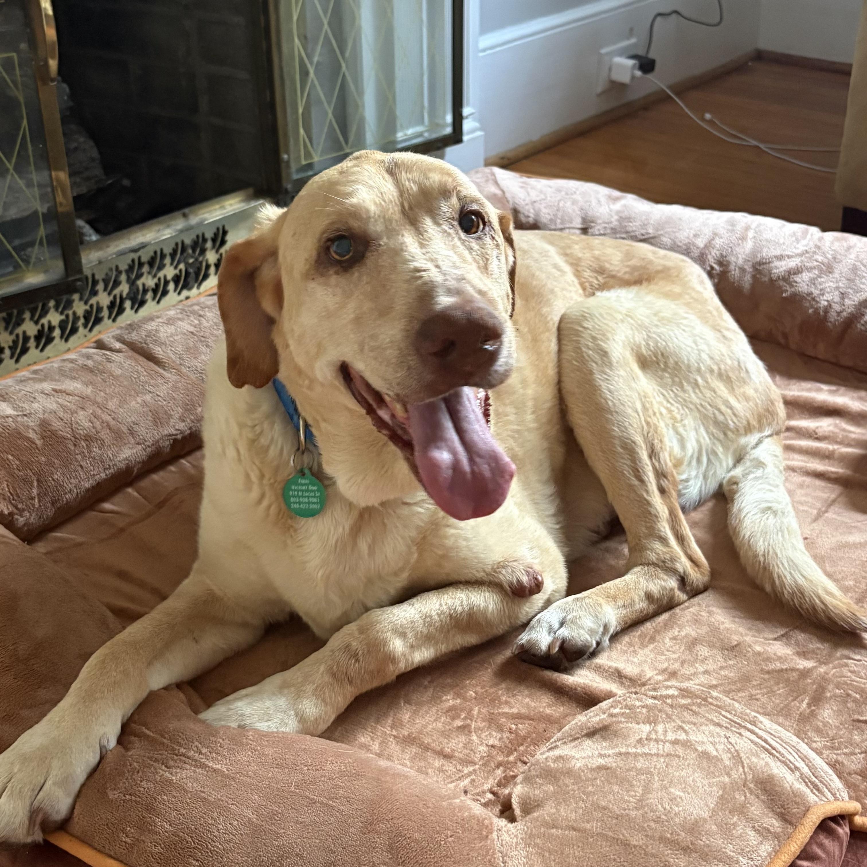 Enlarge Frito Lays, a Adoptable Yellow Labrador Retriever in Buffalo, NY image 2/6