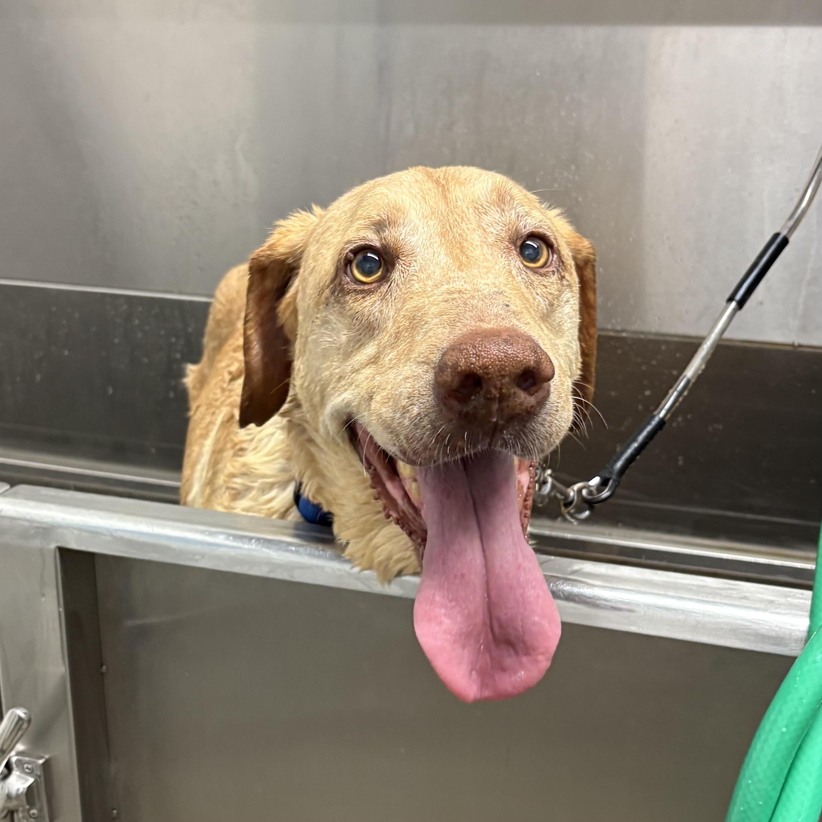 Enlarge Frito Lays, a Adoptable Yellow Labrador Retriever in Buffalo, NY image 5/6
