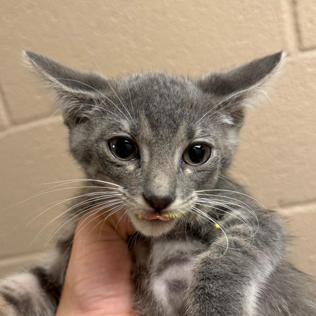 Enlarge Winston, a Adoptable Domestic Short Hair in Stillwater, OK image 1/1