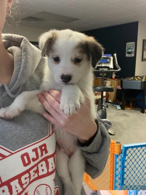 Enlarge Ronaldo, a Adopted mixed breed in Royersford, PA image 5/6