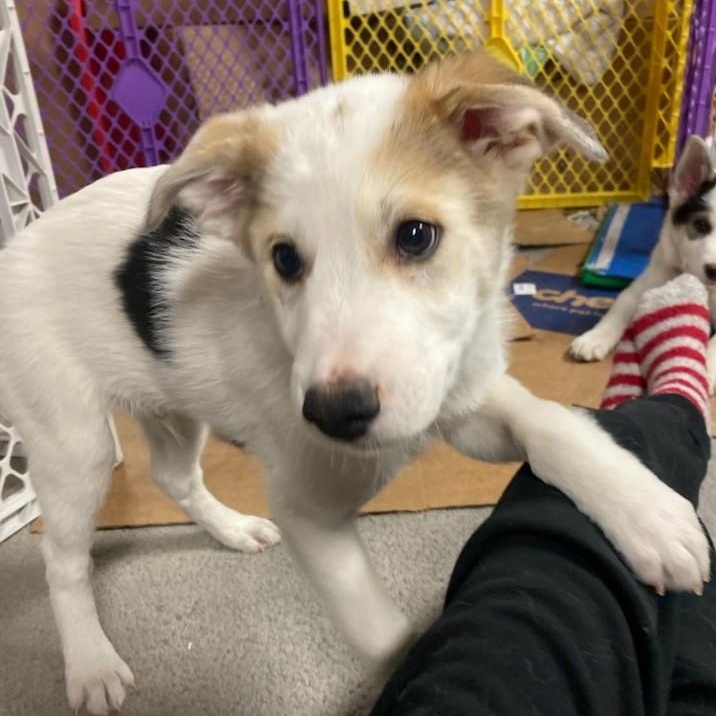 Ronaldo, Adopted, Puppy Male Australian Cattle Dog / Blue Heeler & Mixed Breed.