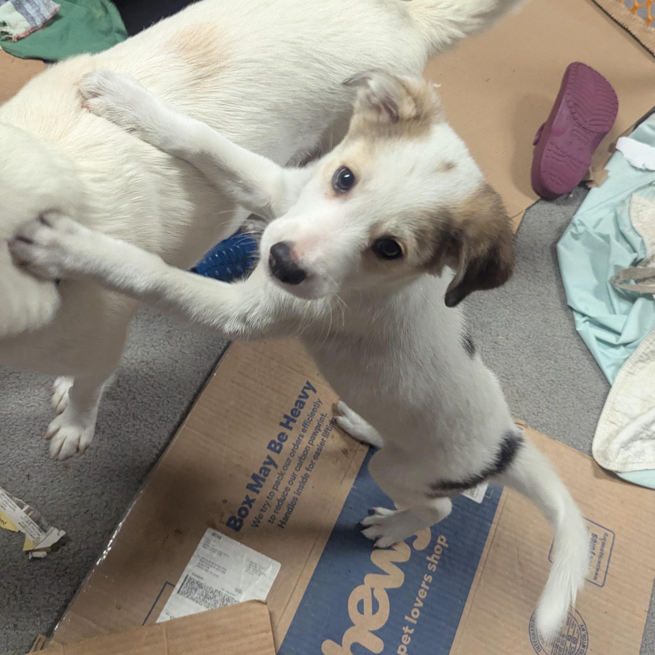 Enlarge Ronaldo, a Adopted mixed breed in Royersford, PA image 6/6