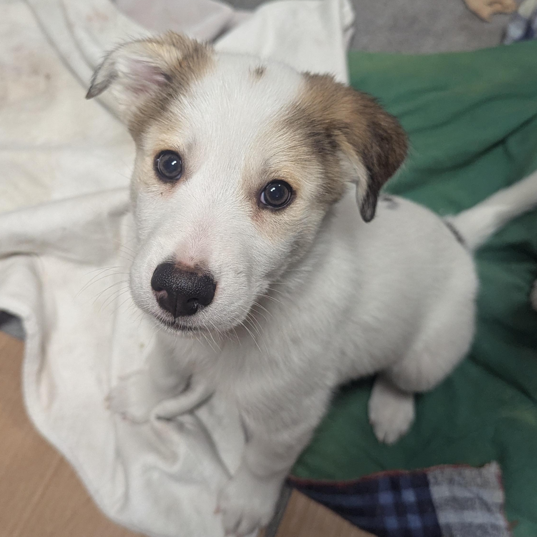 Enlarge Ronaldo, a Adopted mixed breed in Royersford, PA image 2/6