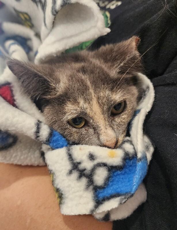 Salted Caramel, Adoptable, Young Female Domestic Short Hair.