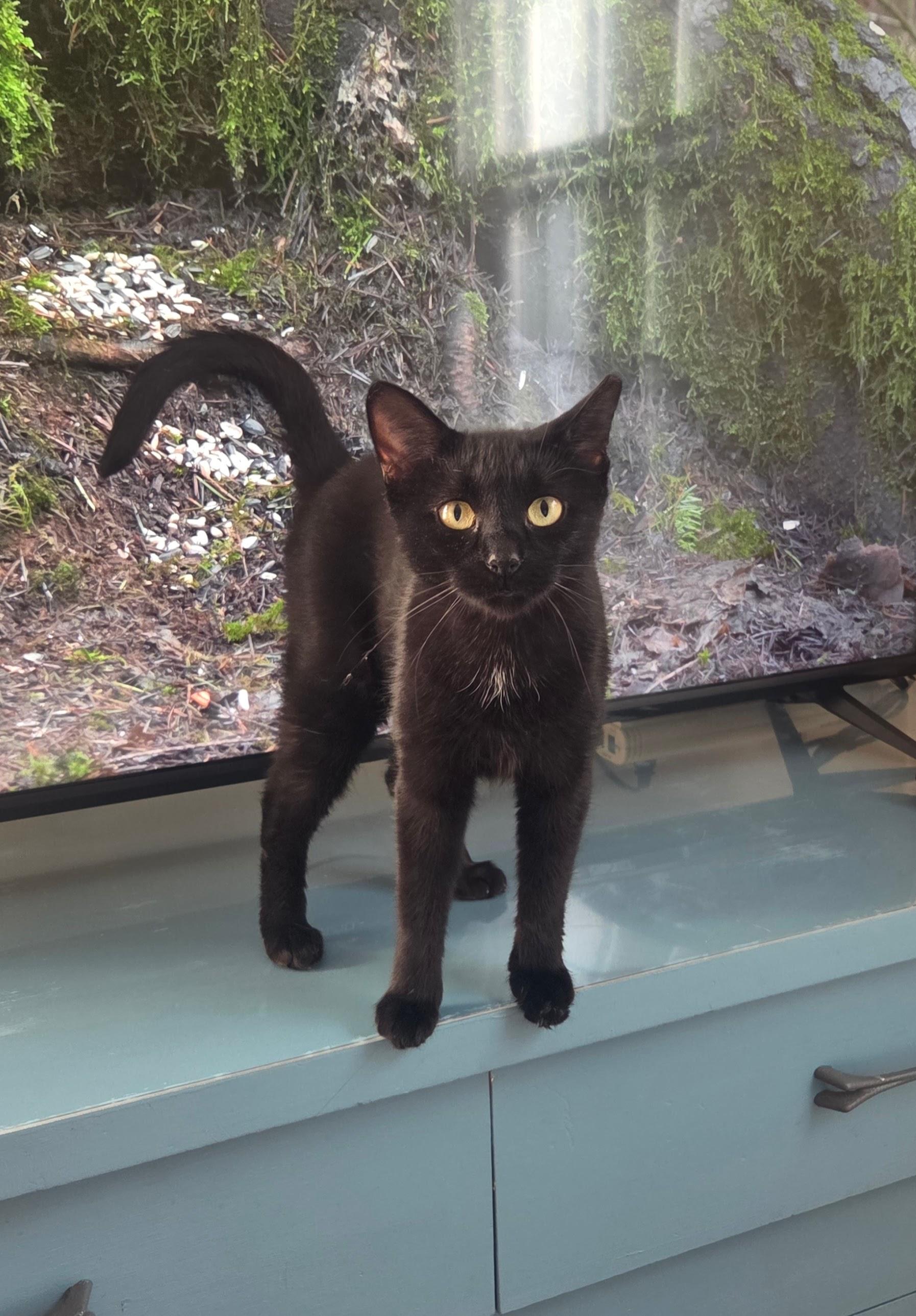 Enlarge Jasper, a Adoptable Domestic Short Hair in Pittsburgh, PA image 1/4