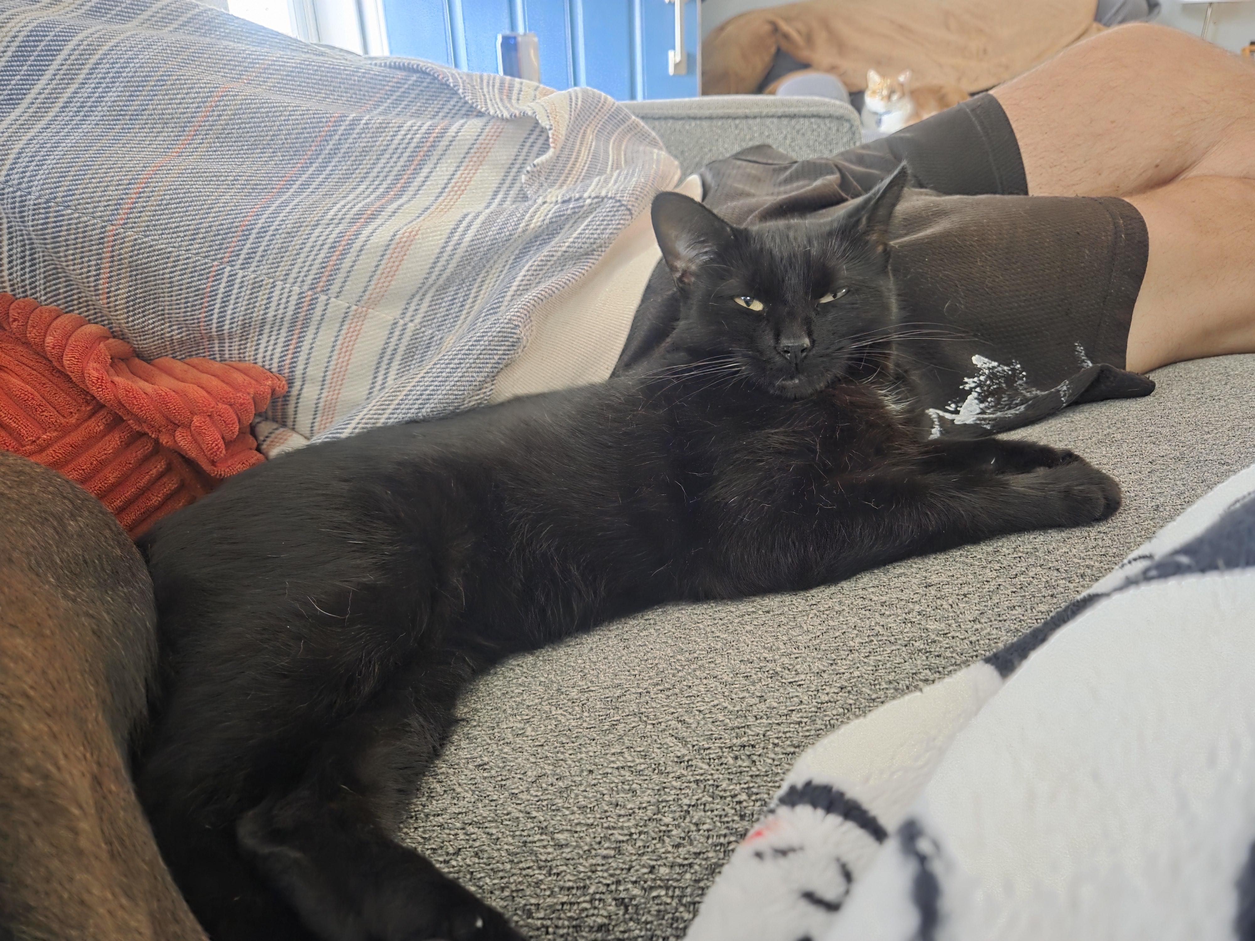 Enlarge Jasper, a Adoptable Domestic Short Hair in Pittsburgh, PA image 2/4