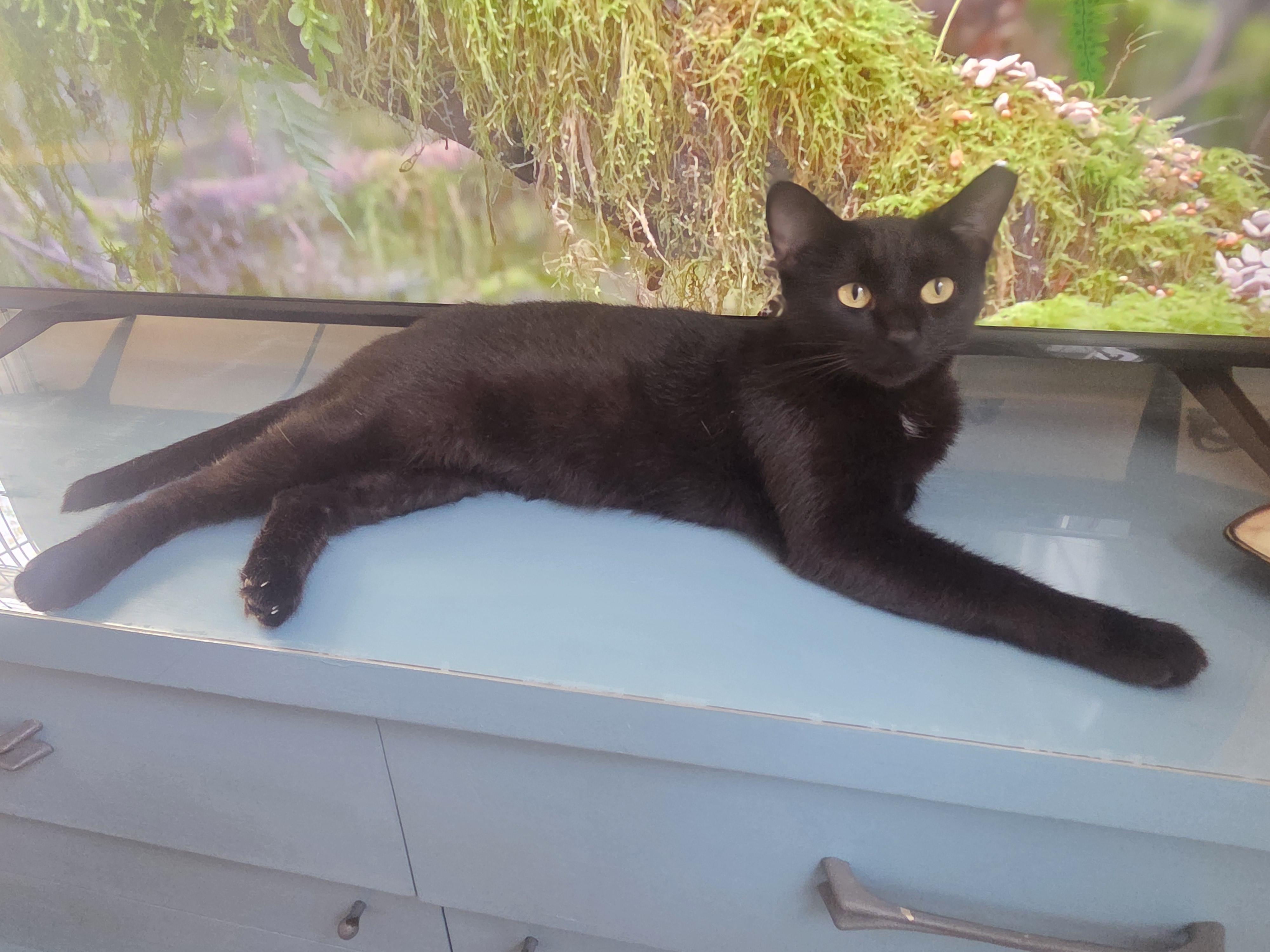 Enlarge Jasper, a Adoptable Domestic Short Hair in Pittsburgh, PA image 4/4