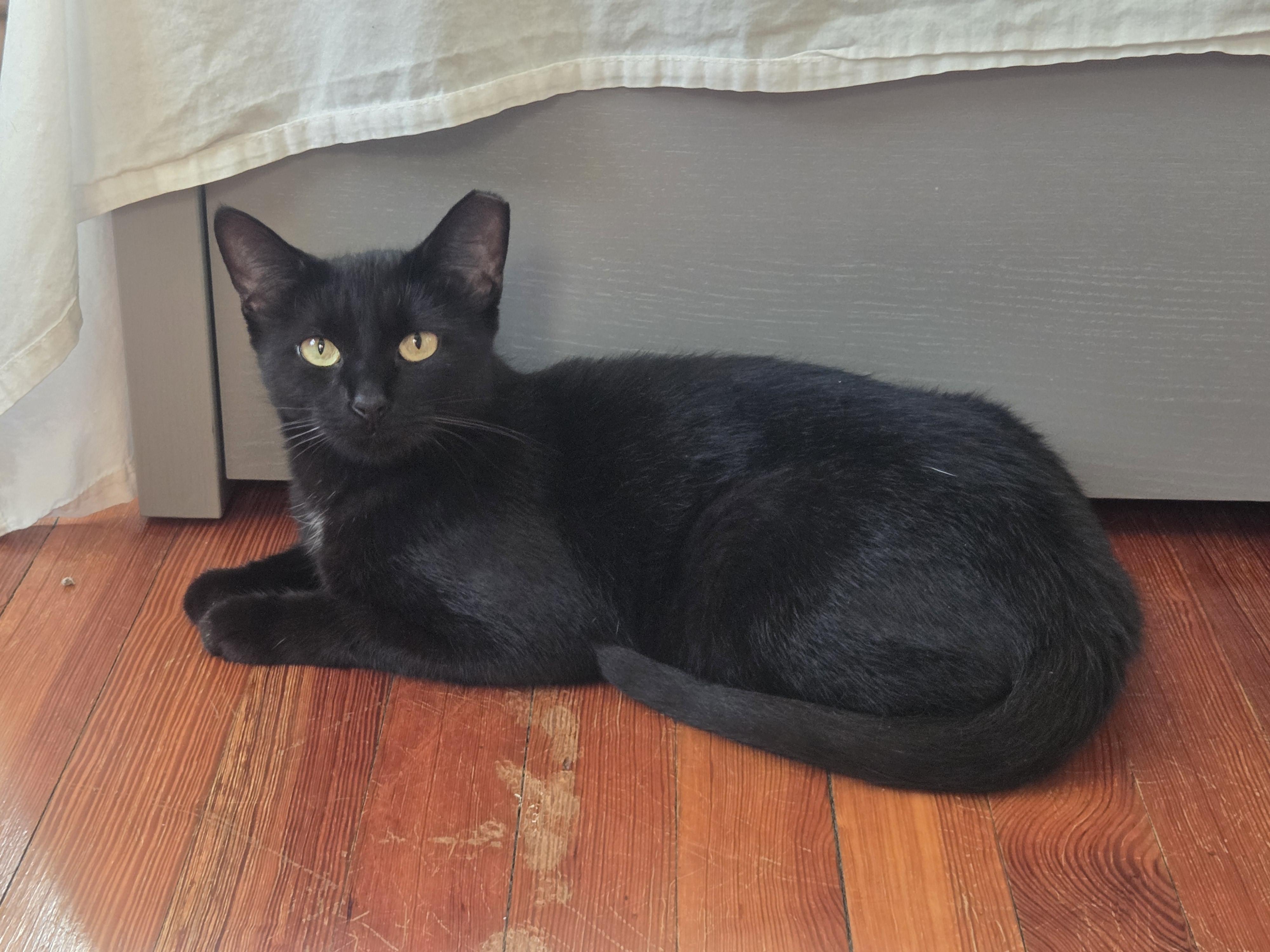 Enlarge Jasper, a Adoptable Domestic Short Hair in Pittsburgh, PA image 3/4