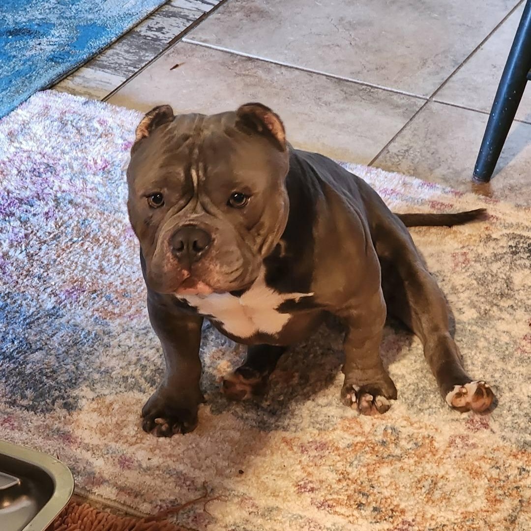 Bubbles (Bubba), Adult Male Pit Bull Terrier