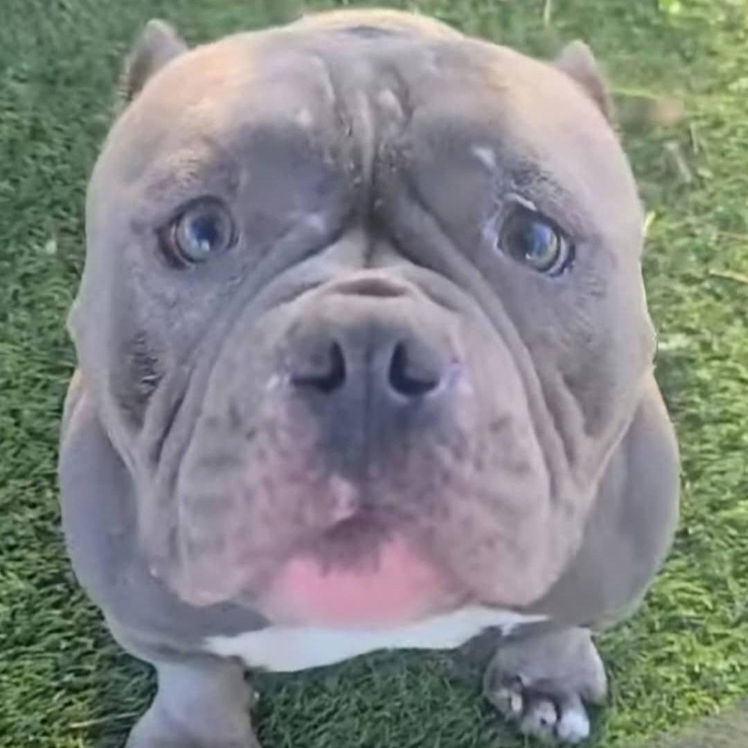 Bubbles (Bubba) photo 2