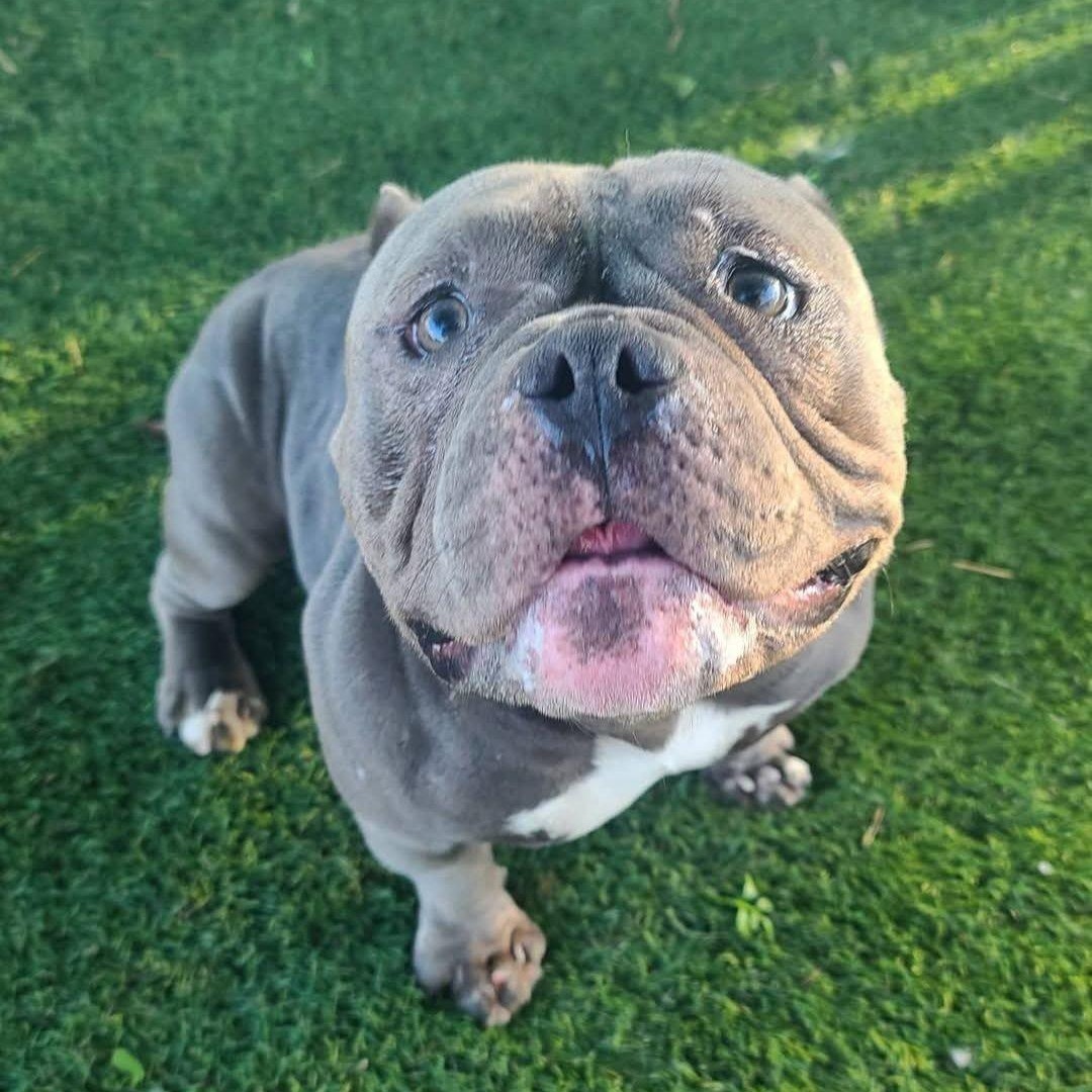 Bubbles (Bubba) photo 3
