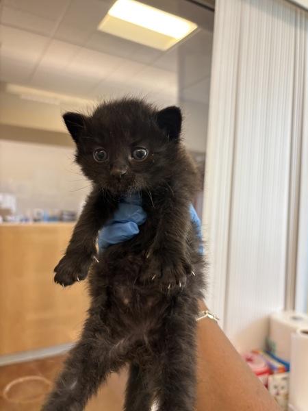 James, Adoptable, Kitten Male Domestic Short Hair.