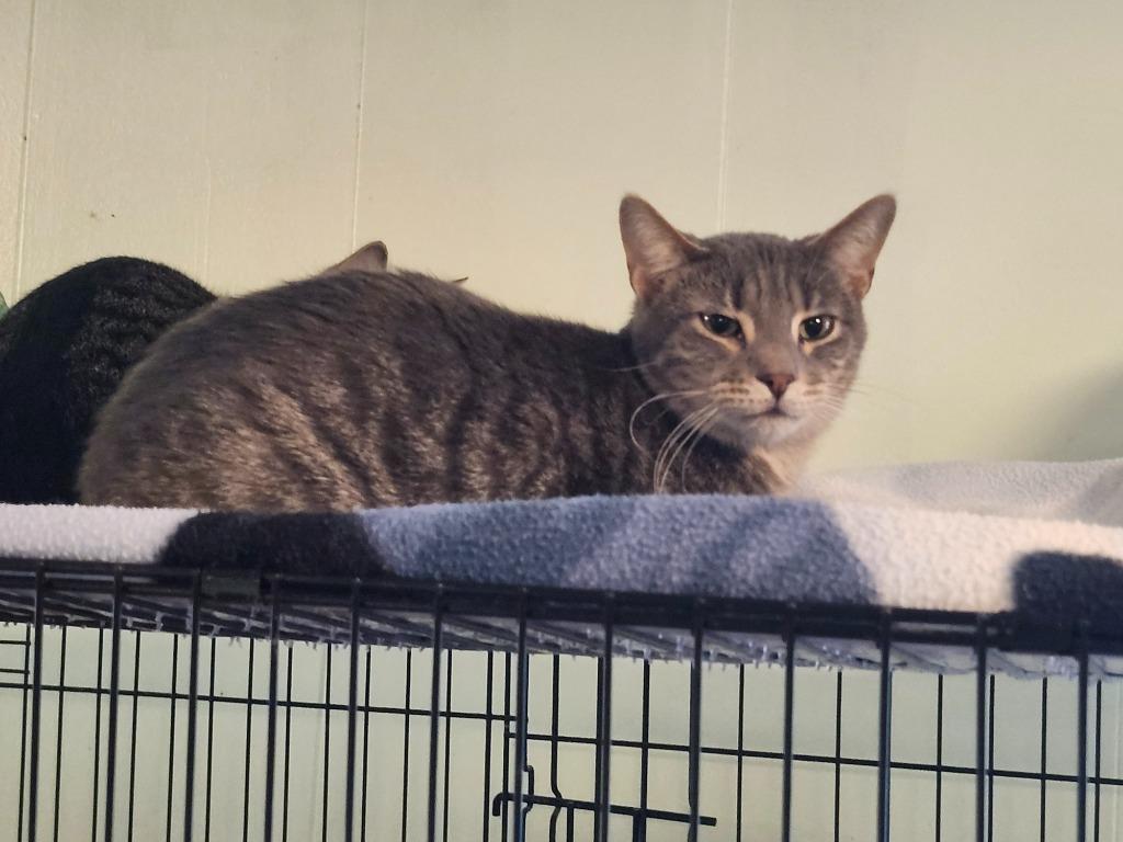 Xavier, Adoptable, Adult Male Domestic Short Hair.