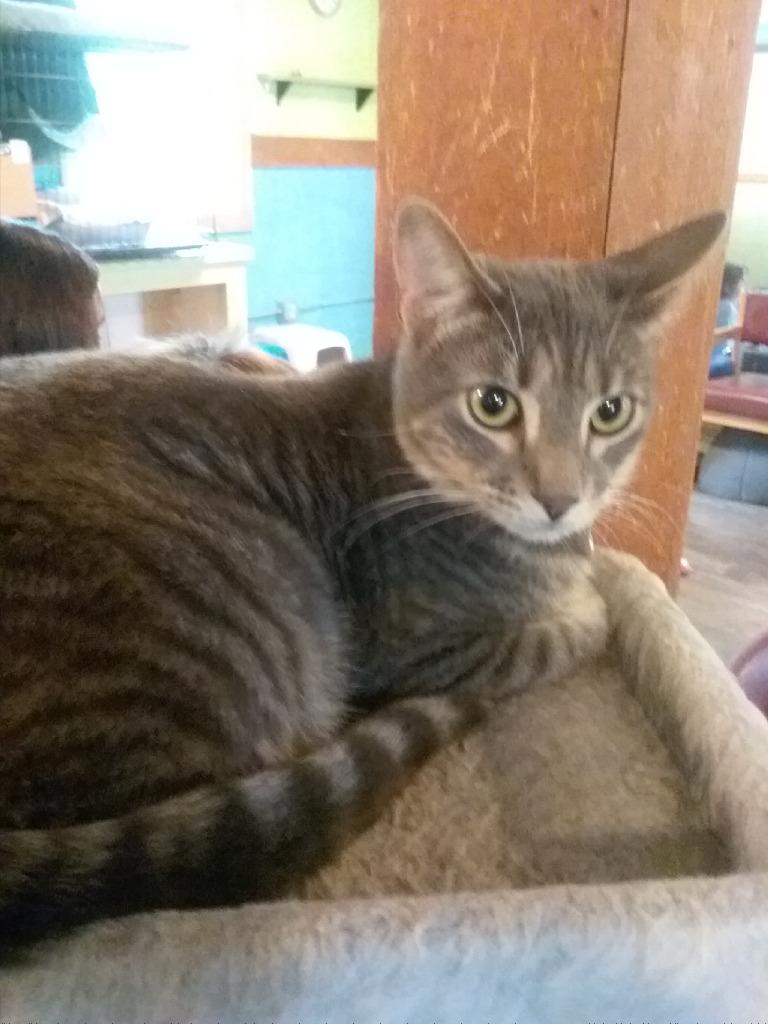 Xavier, a Adoptable mixed breed in Rice Lake, WI image 2/2