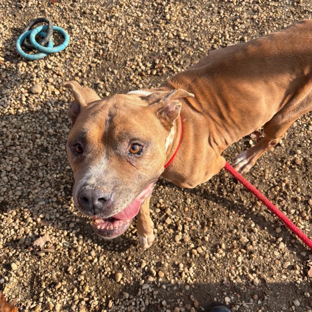 Enlarge Jamie, a Adoptable mixed breed in West Chester, PA image 1/6