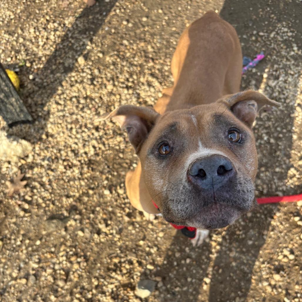 Enlarge Jamie, a Adoptable mixed breed in West Chester, PA image 2/6