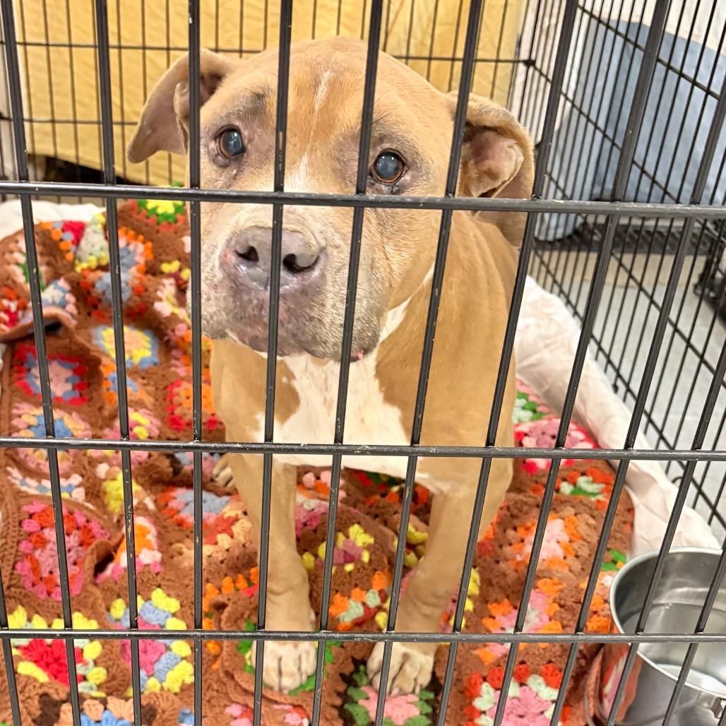 Enlarge Jamie, a Adoptable mixed breed in West Chester, PA image 3/6