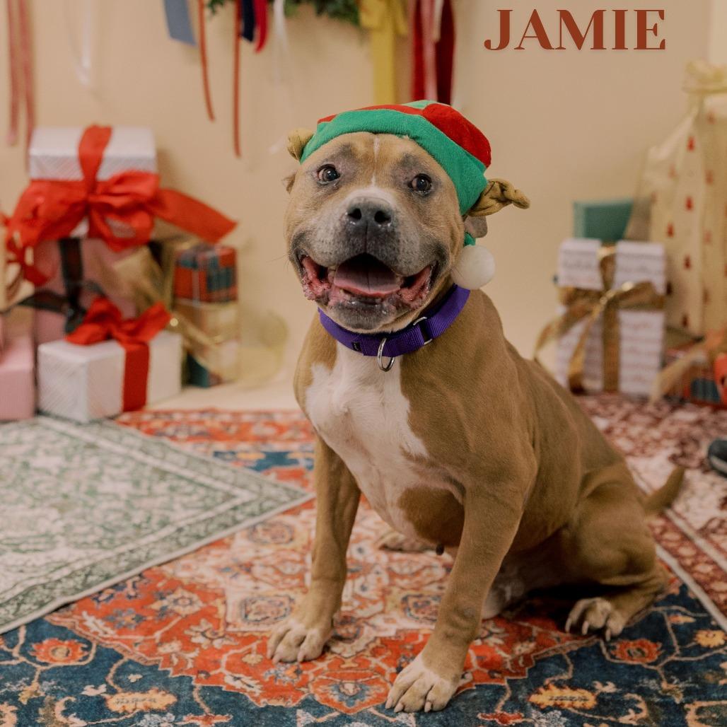 Enlarge Jamie, a Adoptable mixed breed in West Chester, PA image 4/6