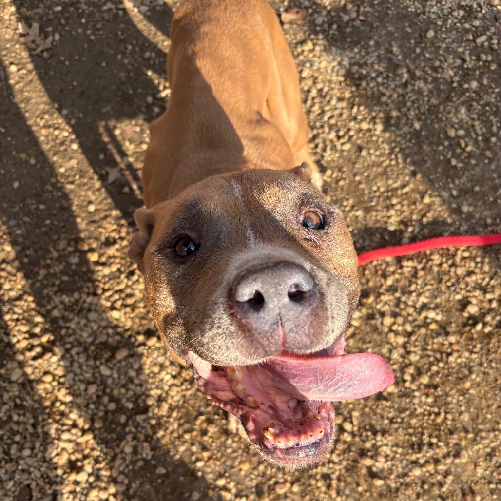 Enlarge Jamie, a Adoptable mixed breed in West Chester, PA image 5/6