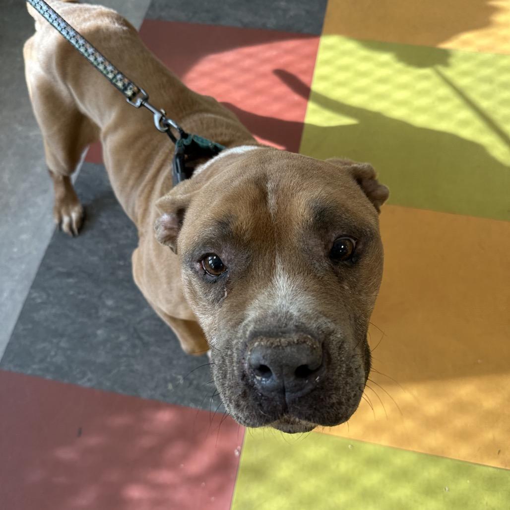 Enlarge Jamie, a Adoptable mixed breed in West Chester, PA image 6/6