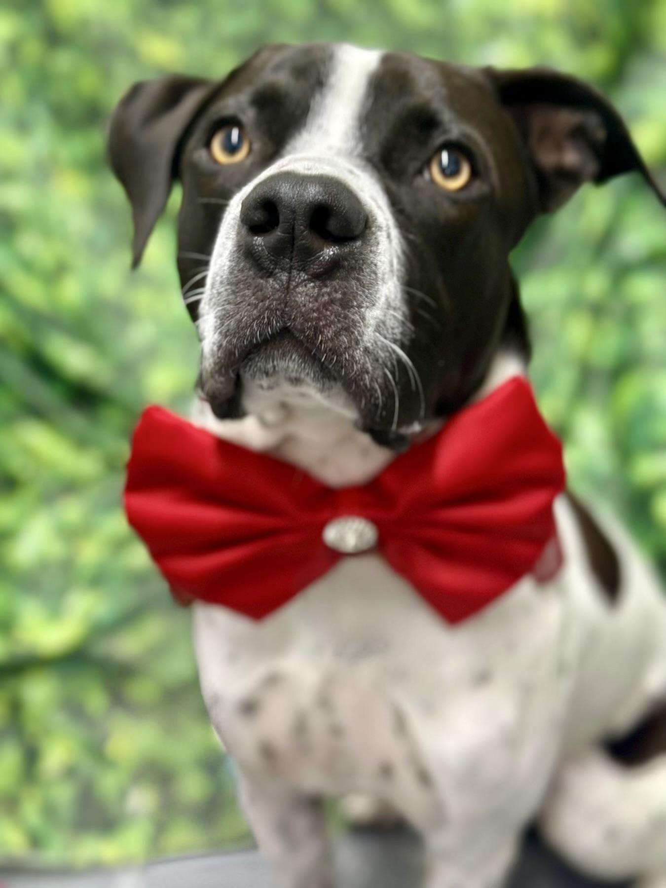 Tito, ADOPTABLE, Young Male Hound.