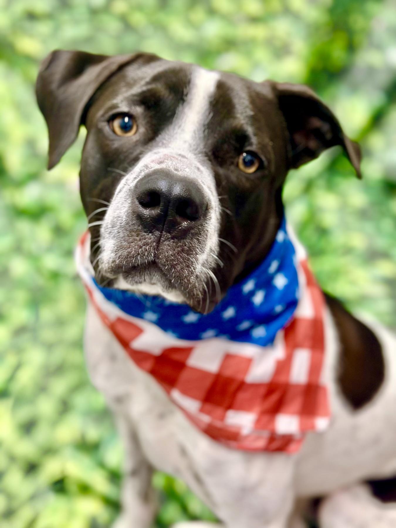 Enlarge Tito, a ADOPTABLE Hound in Long Beach, NY image 2/3