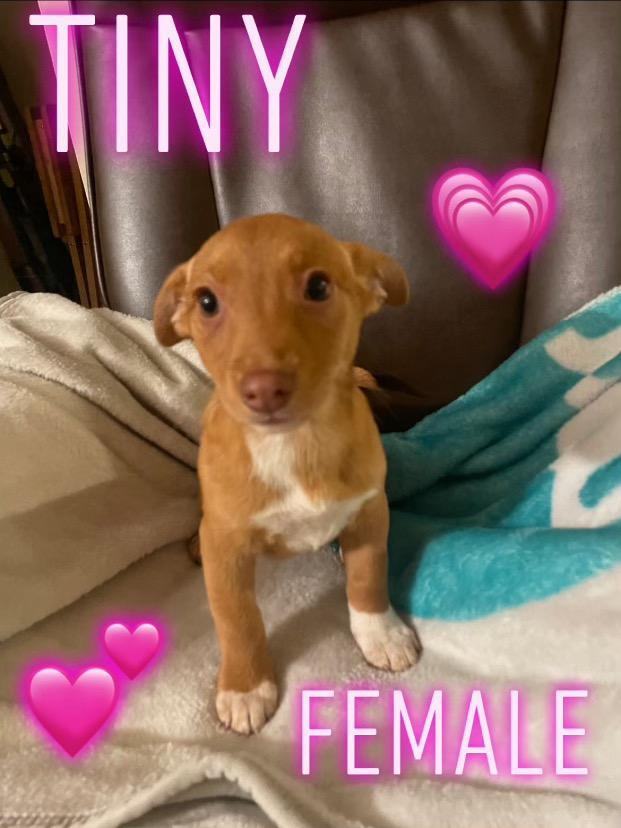 Litter Toy Terriers, Adopted, Puppy Male Toy Fox Terrier.