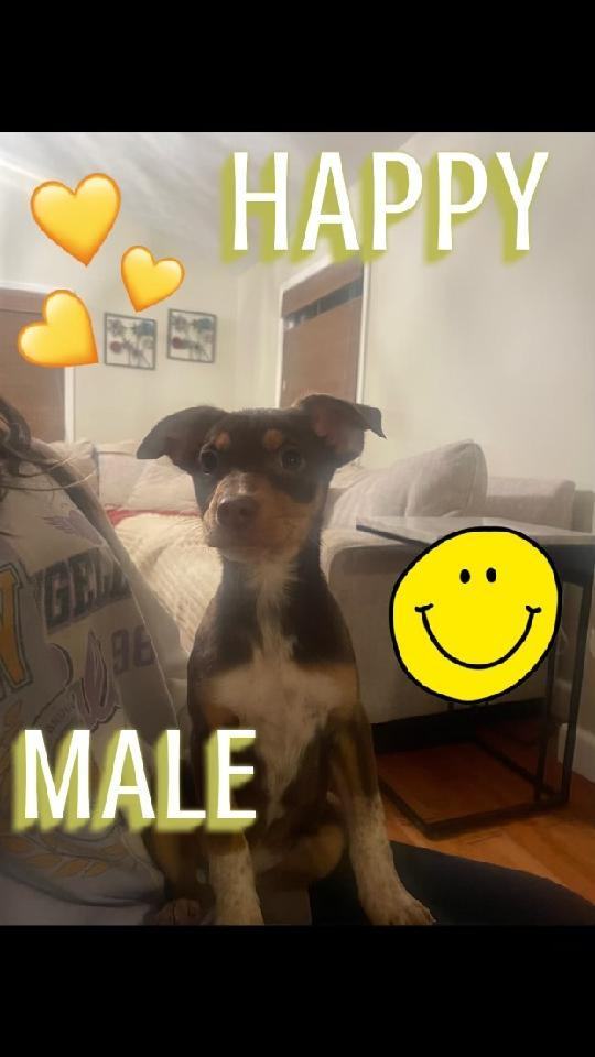 Enlarge Litter Toy Terriers, a Adopted mixed breed in CHURCHVILLE, NY image 2/6