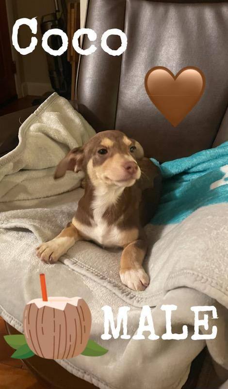 Enlarge Litter Toy Terriers, a Adopted mixed breed in CHURCHVILLE, NY image 3/6