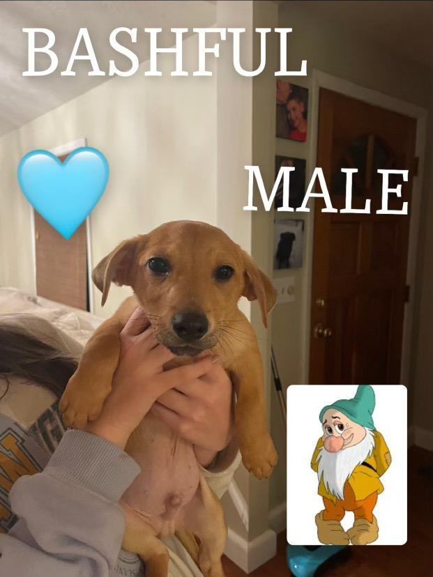 Enlarge Litter Toy Terriers, a Adopted mixed breed in CHURCHVILLE, NY image 4/6