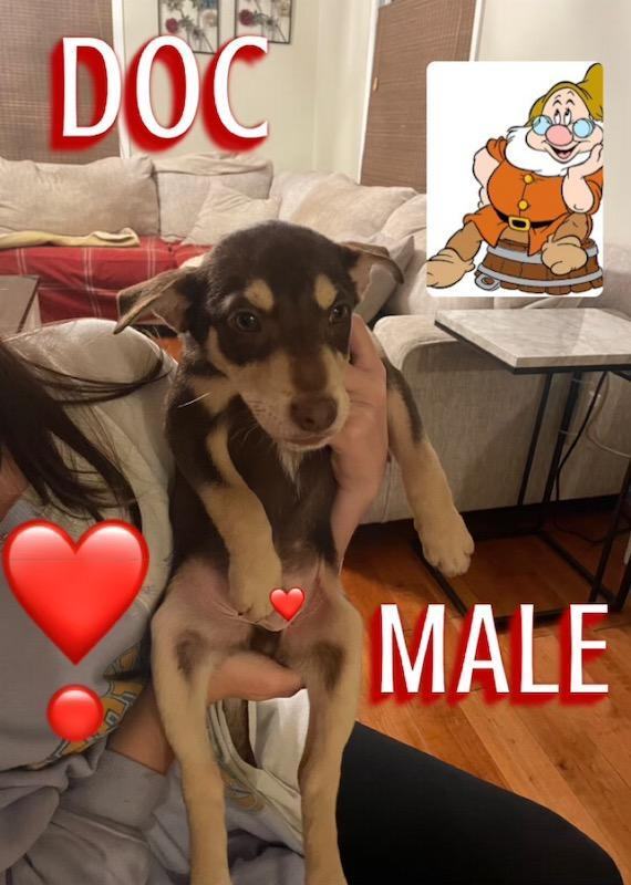 Enlarge Litter Toy Terriers, a Adopted mixed breed in CHURCHVILLE, NY image 5/6