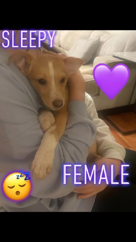 Enlarge Litter Toy Terriers, a Adopted mixed breed in CHURCHVILLE, NY image 6/6