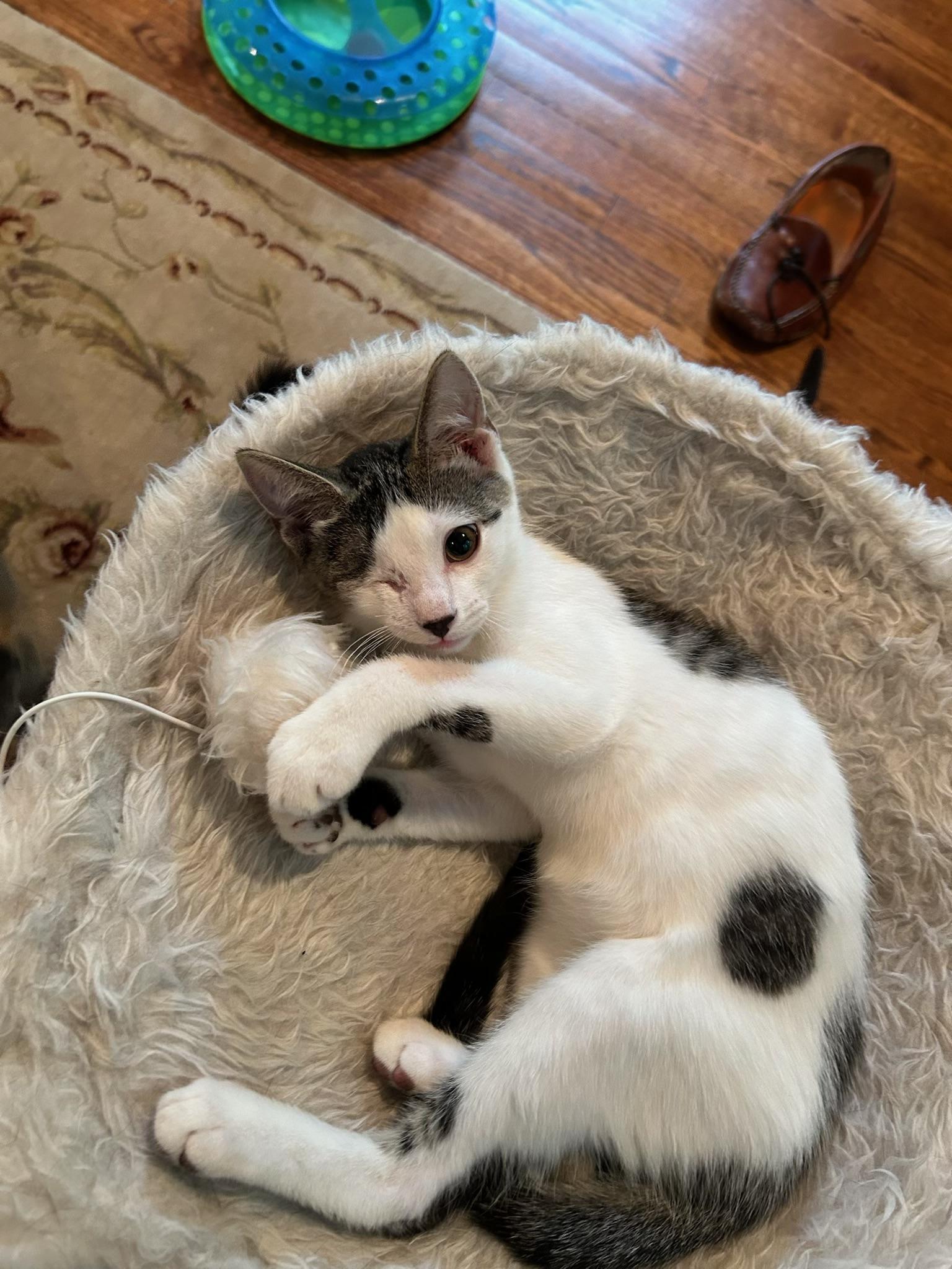 Charlie (aka Winky) & Cinnamon, a ADOPTABLE Tabby in Closter, NJ image 3/4
