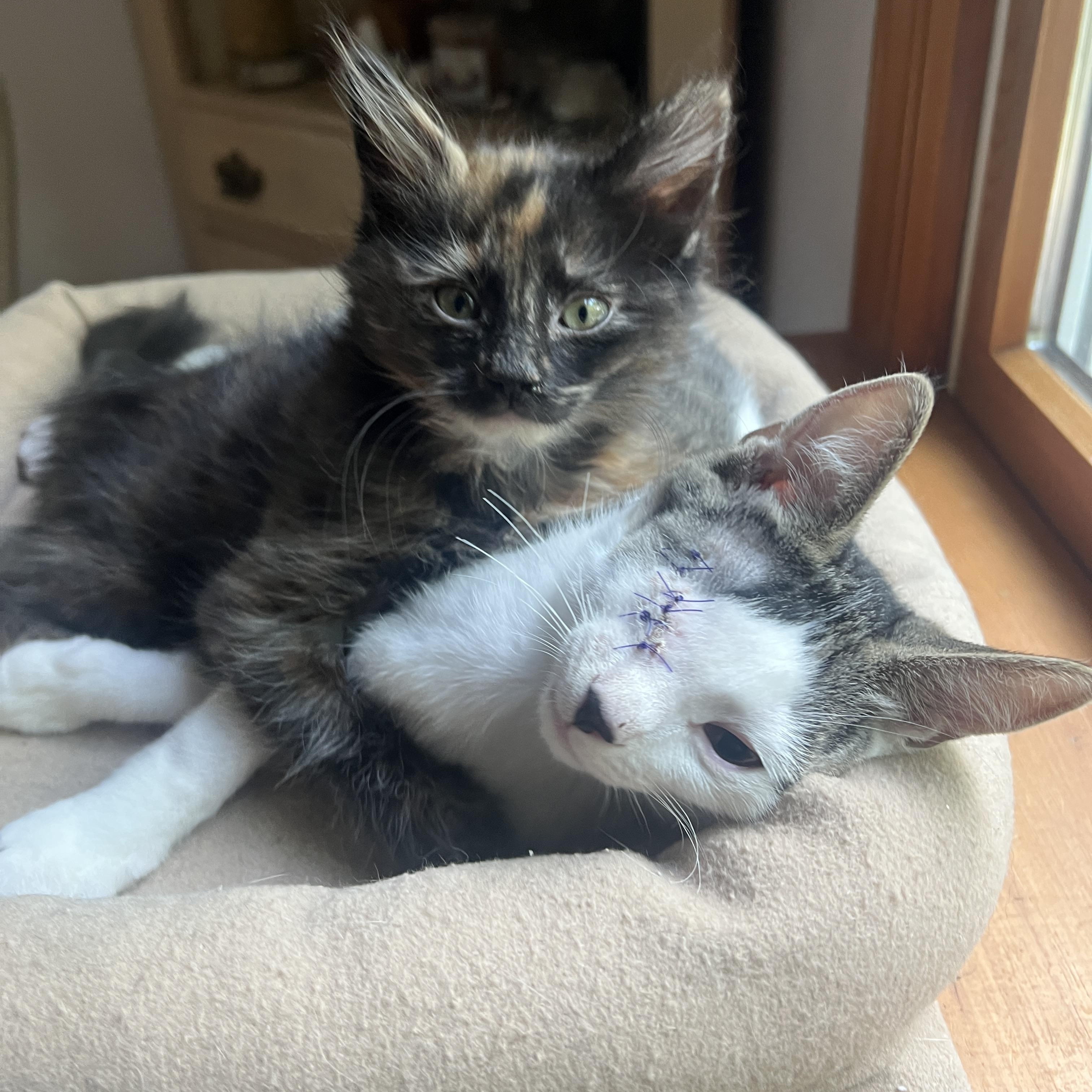 Charlie (aka Winky) & Cinnamon, ADOPTABLE, Kitten Male Tabby.