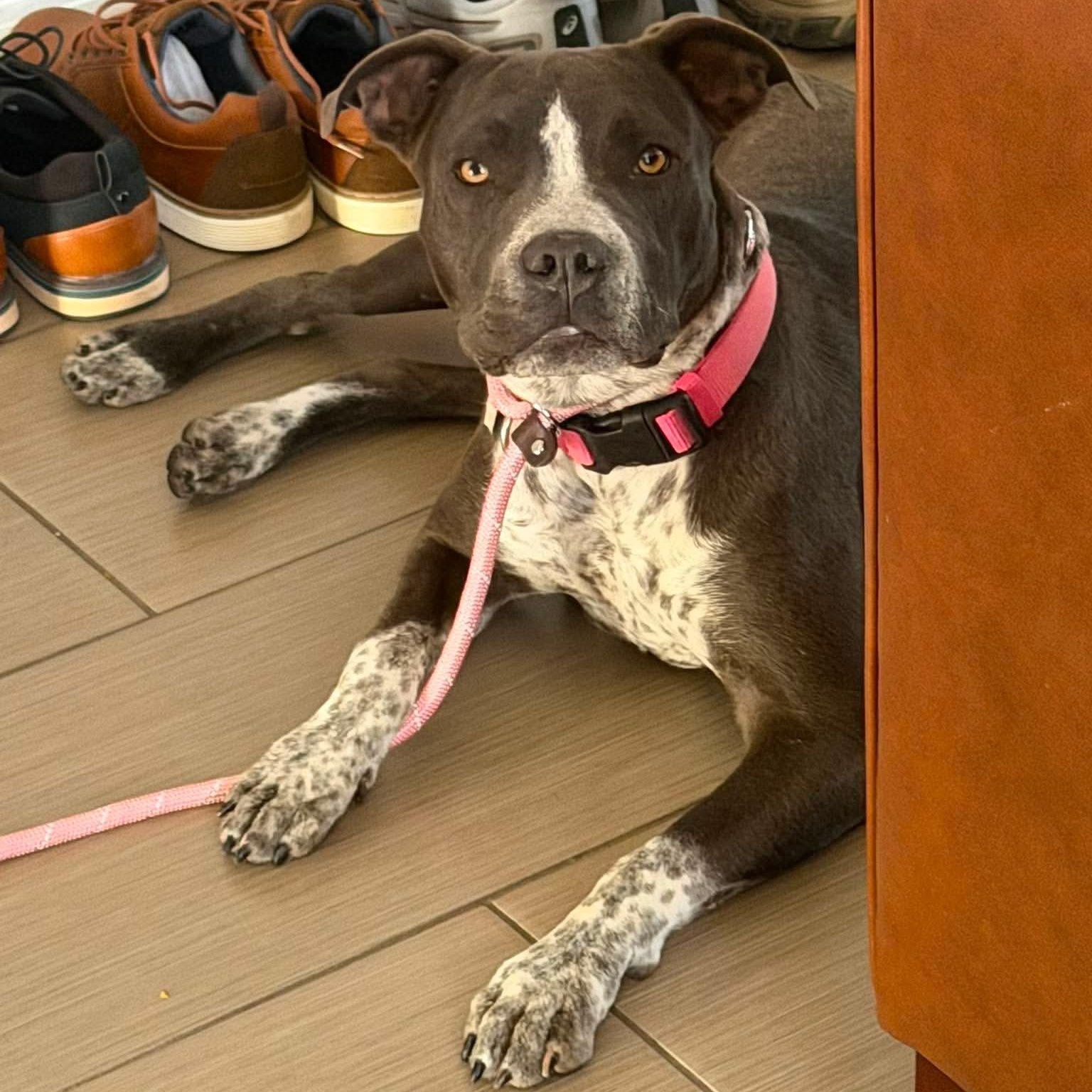 Enlarge Nova, a ADOPTABLE mixed breed in Las Vegas, NV image 2/2