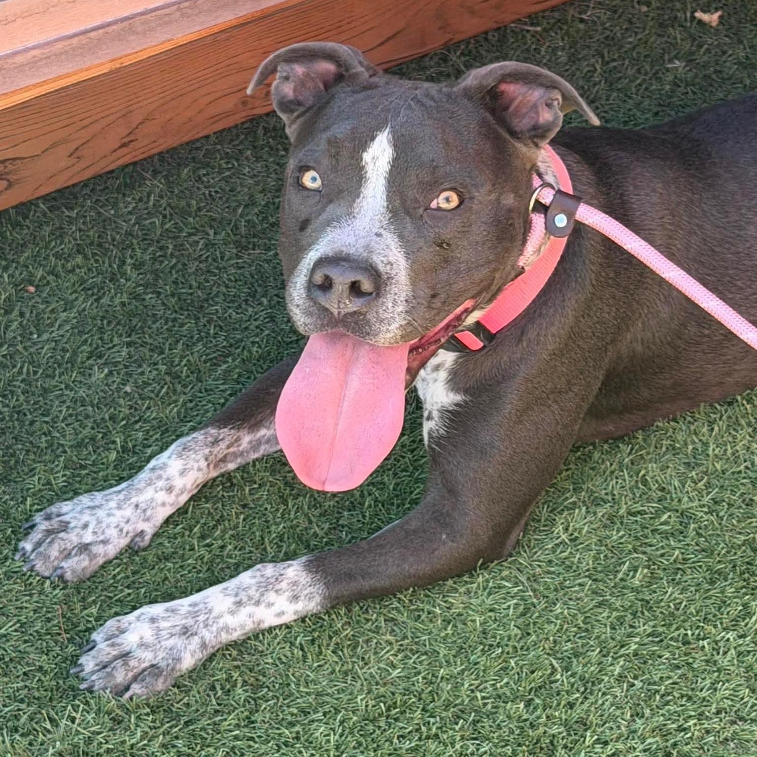 Enlarge Nova, a ADOPTABLE mixed breed in Las Vegas, NV image 1/2