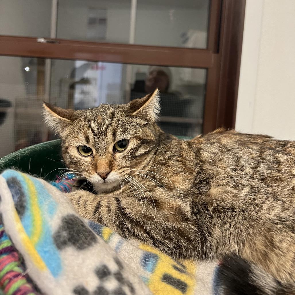 Arial, Adoptable, Young Female Domestic Short Hair.