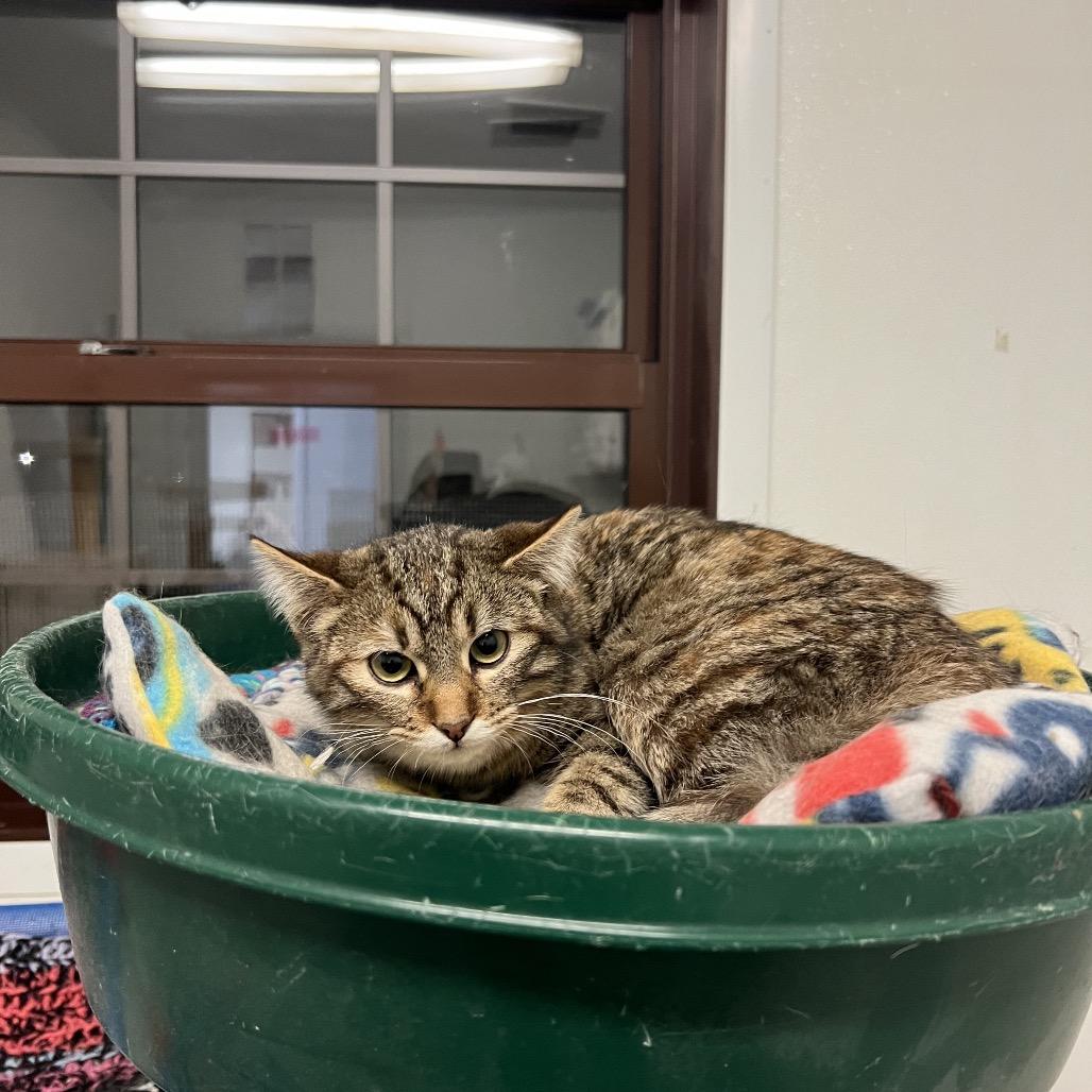 Enlarge Arial, a Adoptable Domestic Short Hair in Rock Falls, IL image 2/3