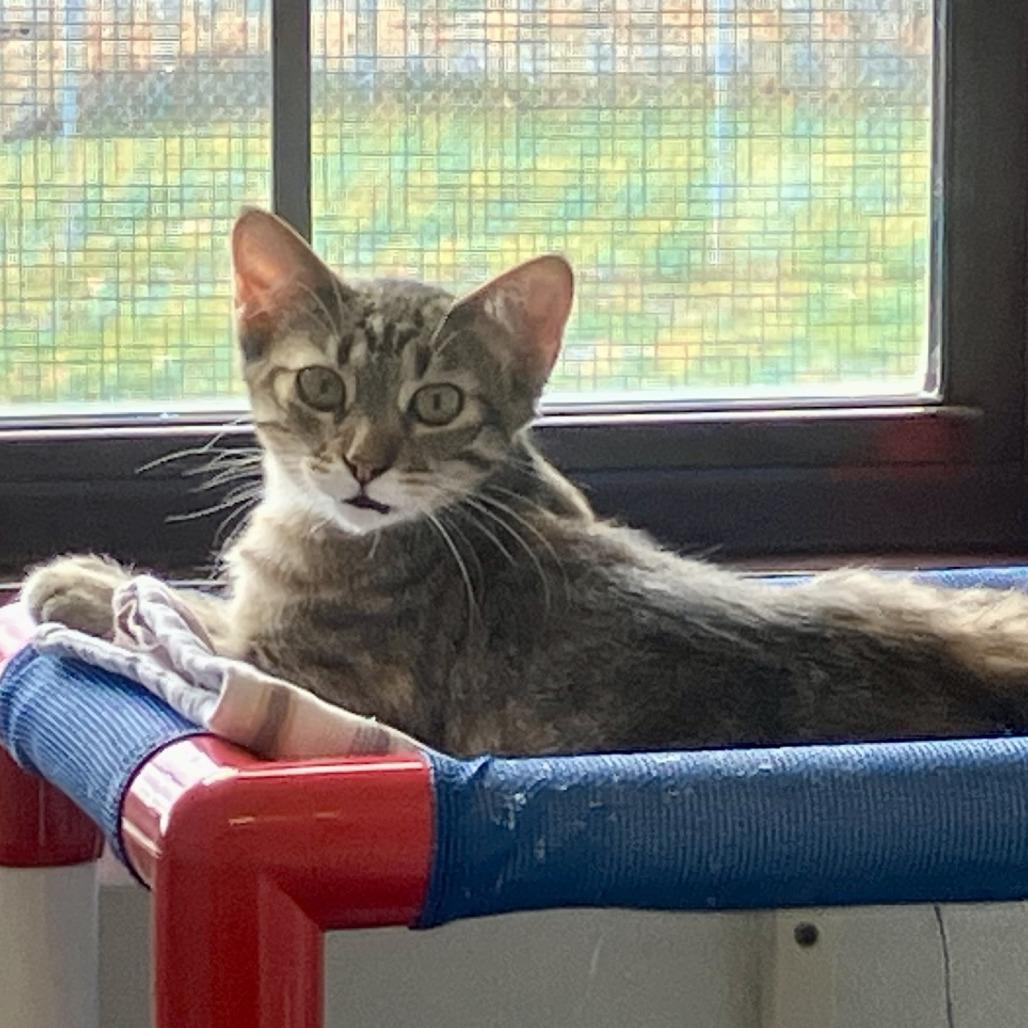 Enlarge Arial, a Adoptable Domestic Short Hair in Rock Falls, IL image 3/3