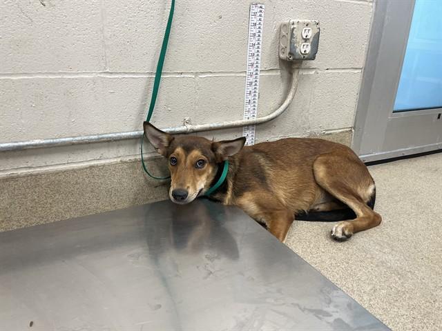 CRONUT, Adoptable, Young Female German Shepherd Dog & Mixed Breed.