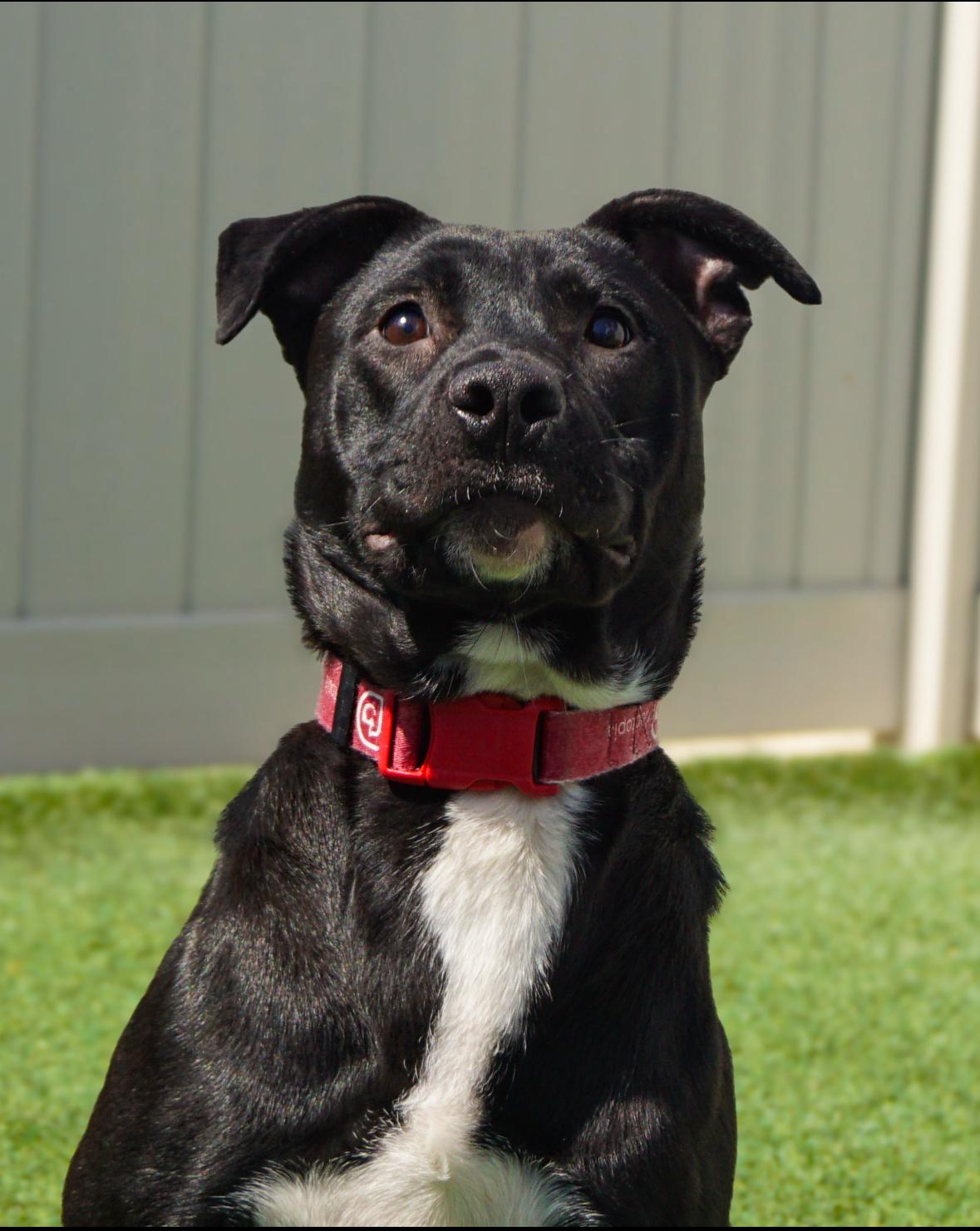 Enlarge Arby, an adoption pending mixed breed in York, PA image 1/5