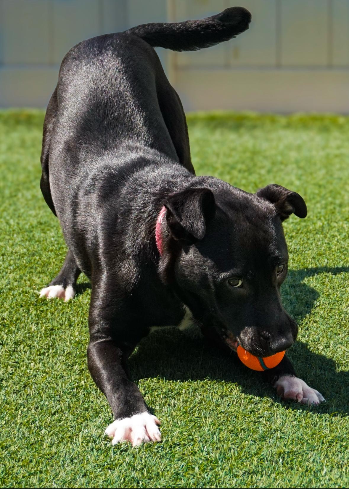 Enlarge Arby, an adoption pending mixed breed in York, PA image 3/5