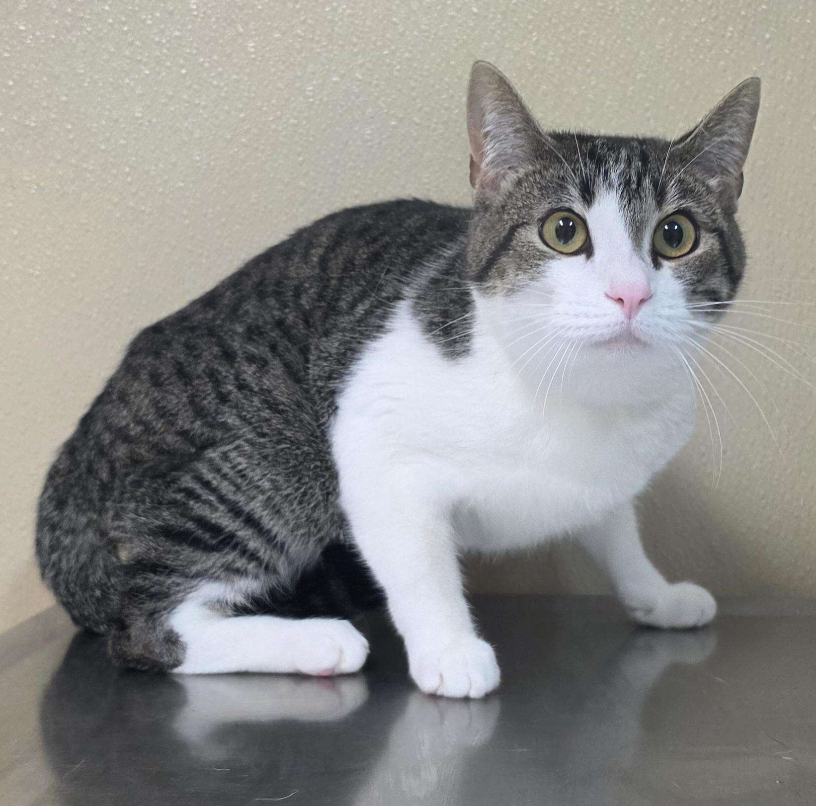 Enlarge Cal, a ADOPTABLE mixed breed in Brainerd, MN image 1/1