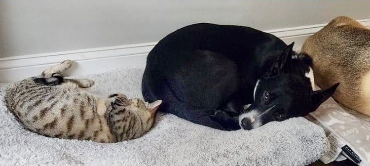 Chalise, a Adopted mixed breed in Pompton Plains, NJ image 1/6