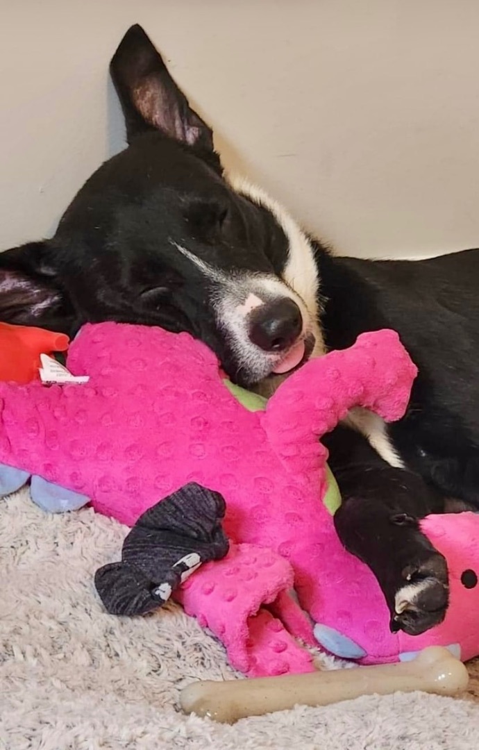 Chalise, a Adopted mixed breed in Pompton Plains, NJ image 2/6