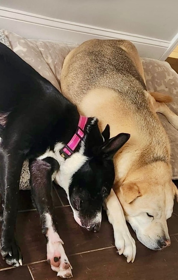 Chalise, a Adopted mixed breed in Pompton Plains, NJ image 3/6