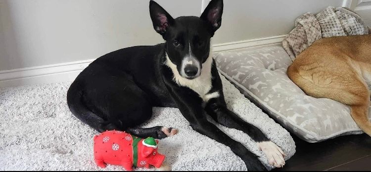 Chalise, a Adopted mixed breed in Pompton Plains, NJ image 4/6