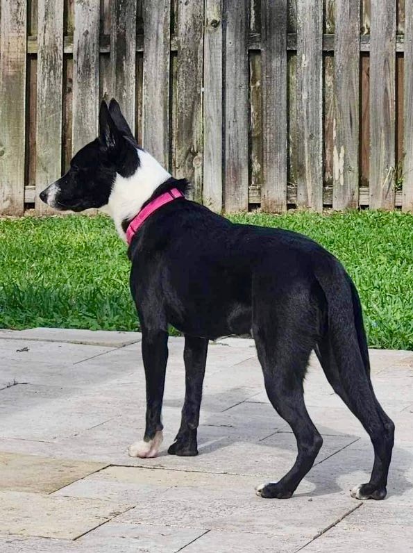 Chalise, a Adopted mixed breed in Pompton Plains, NJ image 5/6