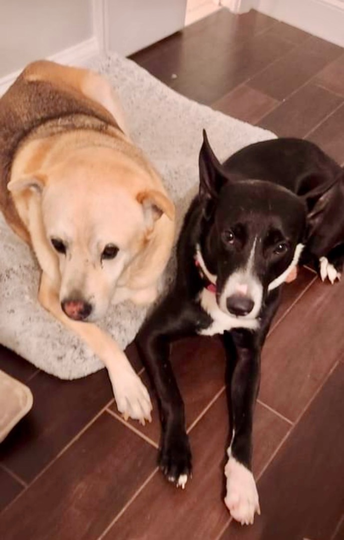 Chalise, a Adopted mixed breed in Pompton Plains, NJ image 6/6